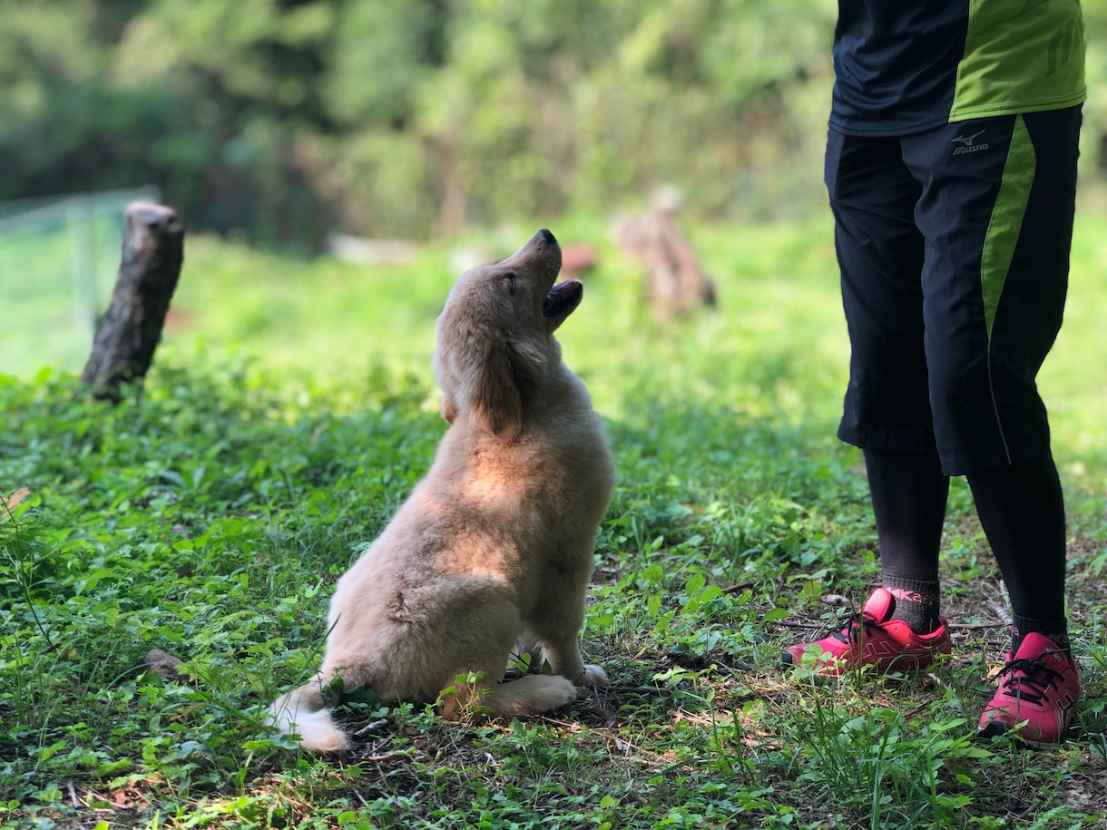 犬に関する相談を承ります 愛犬の悩み、しつけ、手入れなどのお悩み伺います。 イメージ1