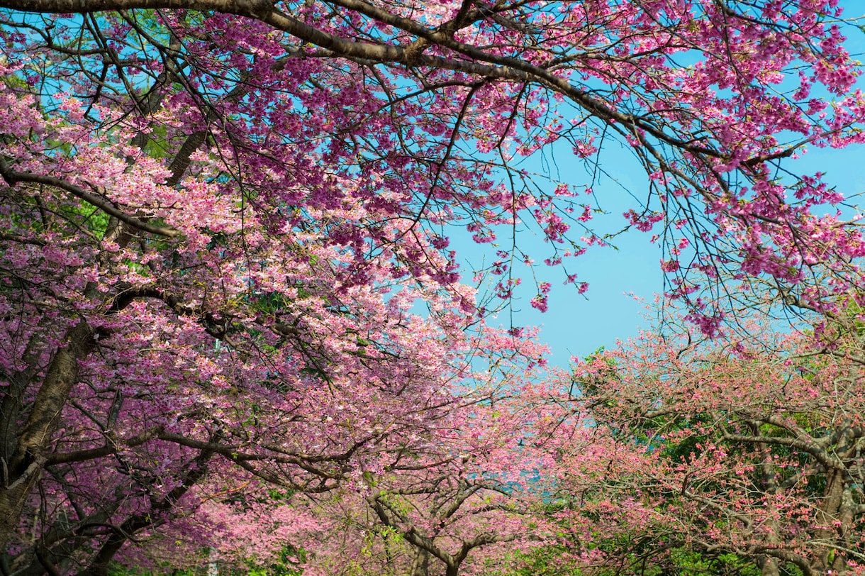 桜の写真を提供いたします 沖縄に咲く桜（ソメイヨシノ）と空のコラボレーション イメージ2