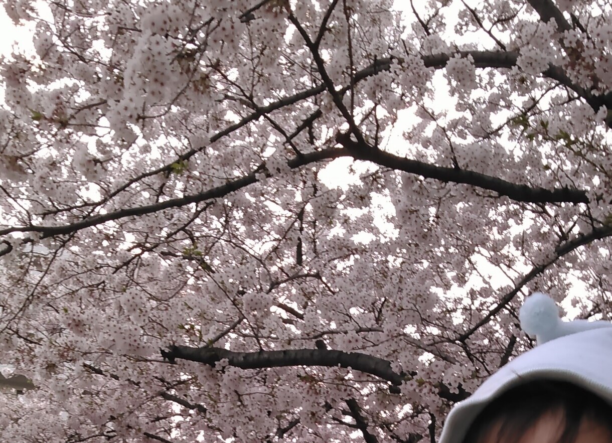 都内·関東近郊の桜·紅葉スポット教えます 穴場·おすすめの目的に合わせた場所を感想交えて紹介します イメージ1
