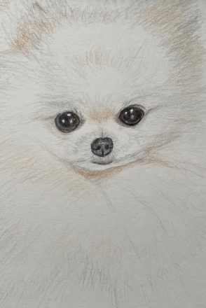 ペットの似顔絵描きます 家族の一員のペット達の似顔絵を色鉛筆で描きます。 イメージ1