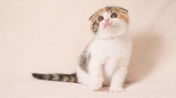 お子様向けのプレゼントや好きなブランド紹介します 初めてなので分からないことだらけですがなんでも聞いてください イメージ1