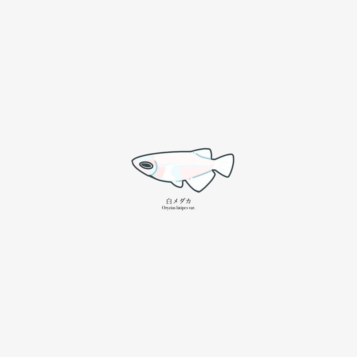 魚のイラストを作成します 魚好きがあなただけのお魚イラストを描きます イメージ8