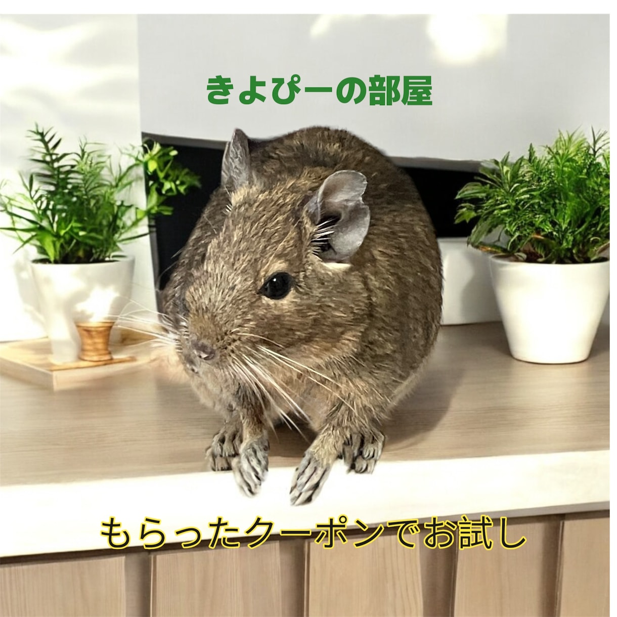 犬猫小動物魚｜生き物好きの相談や自慢話を聴きます 幅広い飼育経験と保護経験でペットと飼い主をサポート イメージ1