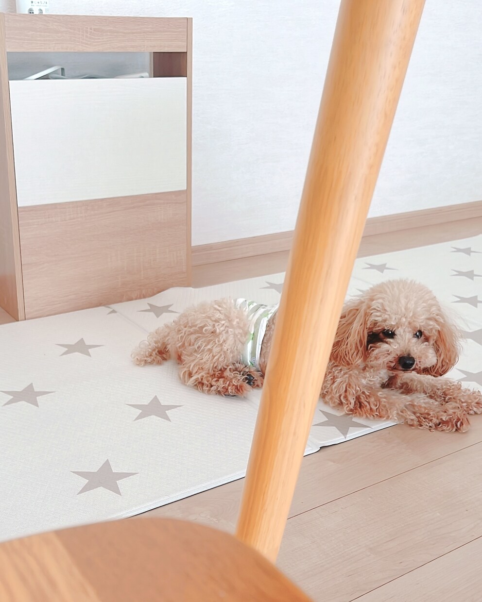 育犬ノイローゼ経験者が飼い主さんのお悩み聞きます 飼い主さんの心が軽くなるサポート/保護犬/わんこ初心者さん イメージ2