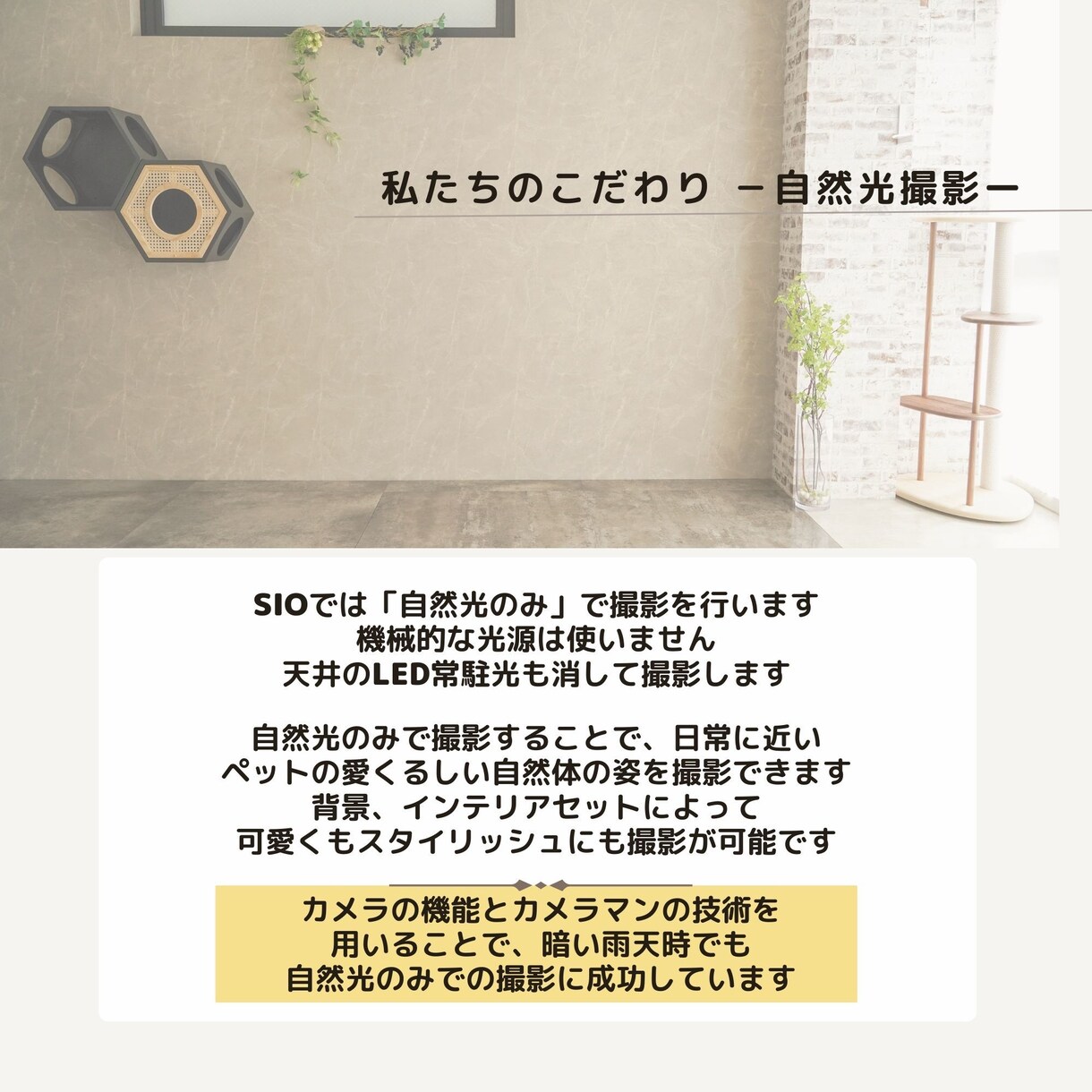 あらゆるペット用品の撮影を承ります ペット手配無料、カメラマン確保も全てついた夢のPLANです イメージ5
