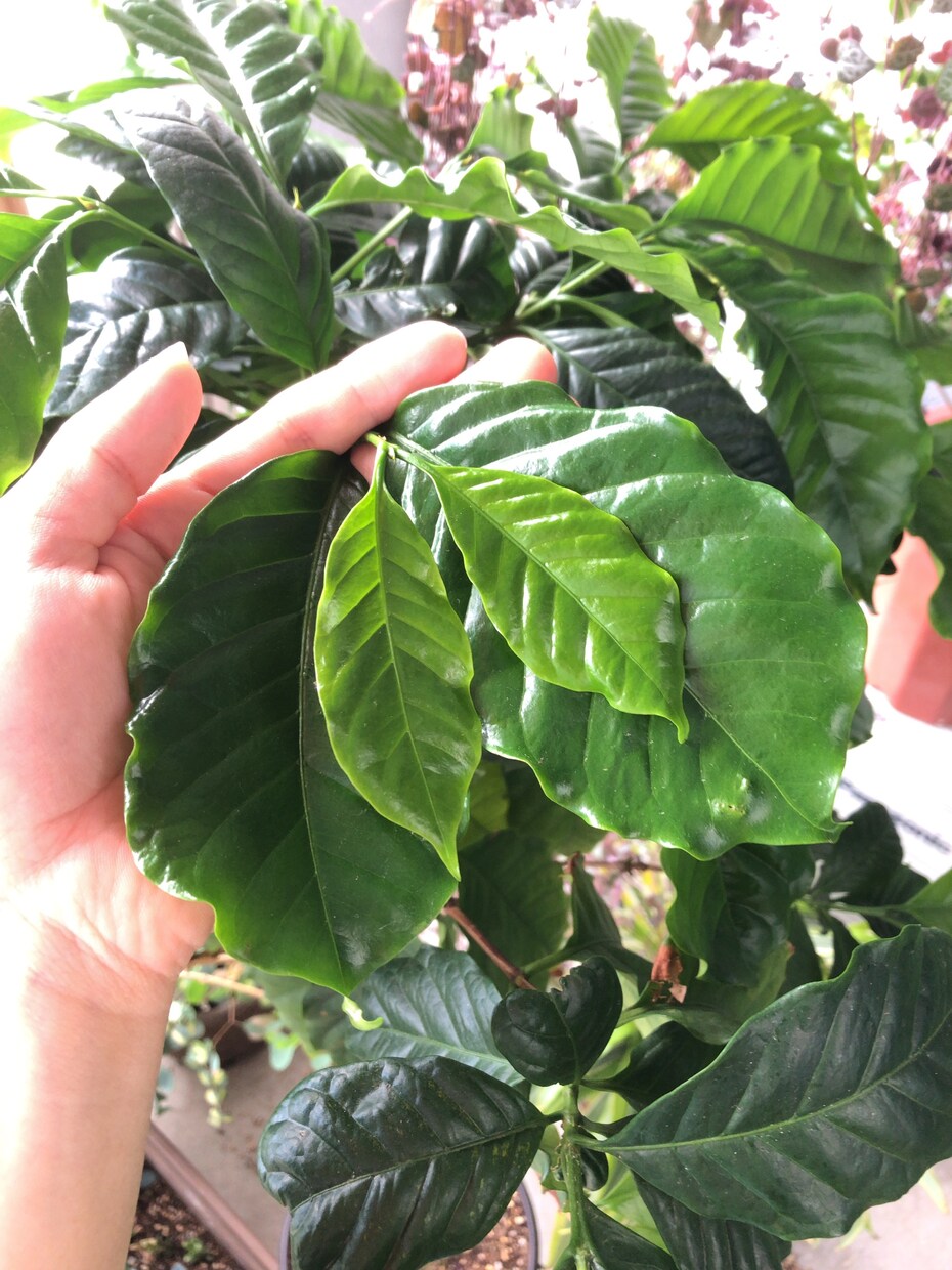 プロが植物に関するお悩み解決致します 植物のプロが即日お答え致します(^^) イメージ1
