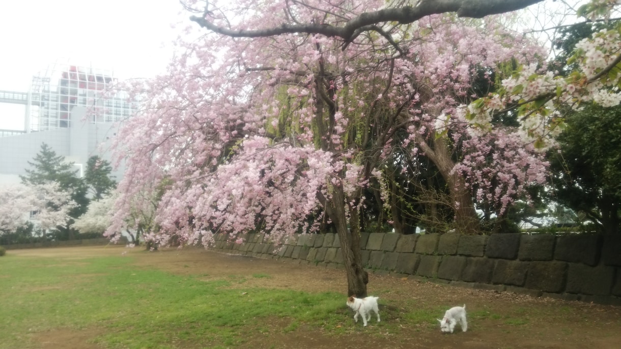 健やかな愛犬ライフな役立つアドバイスをいたします 日常生活の中で愛犬をより健康に導く方法をお伝えいたします。 イメージ1