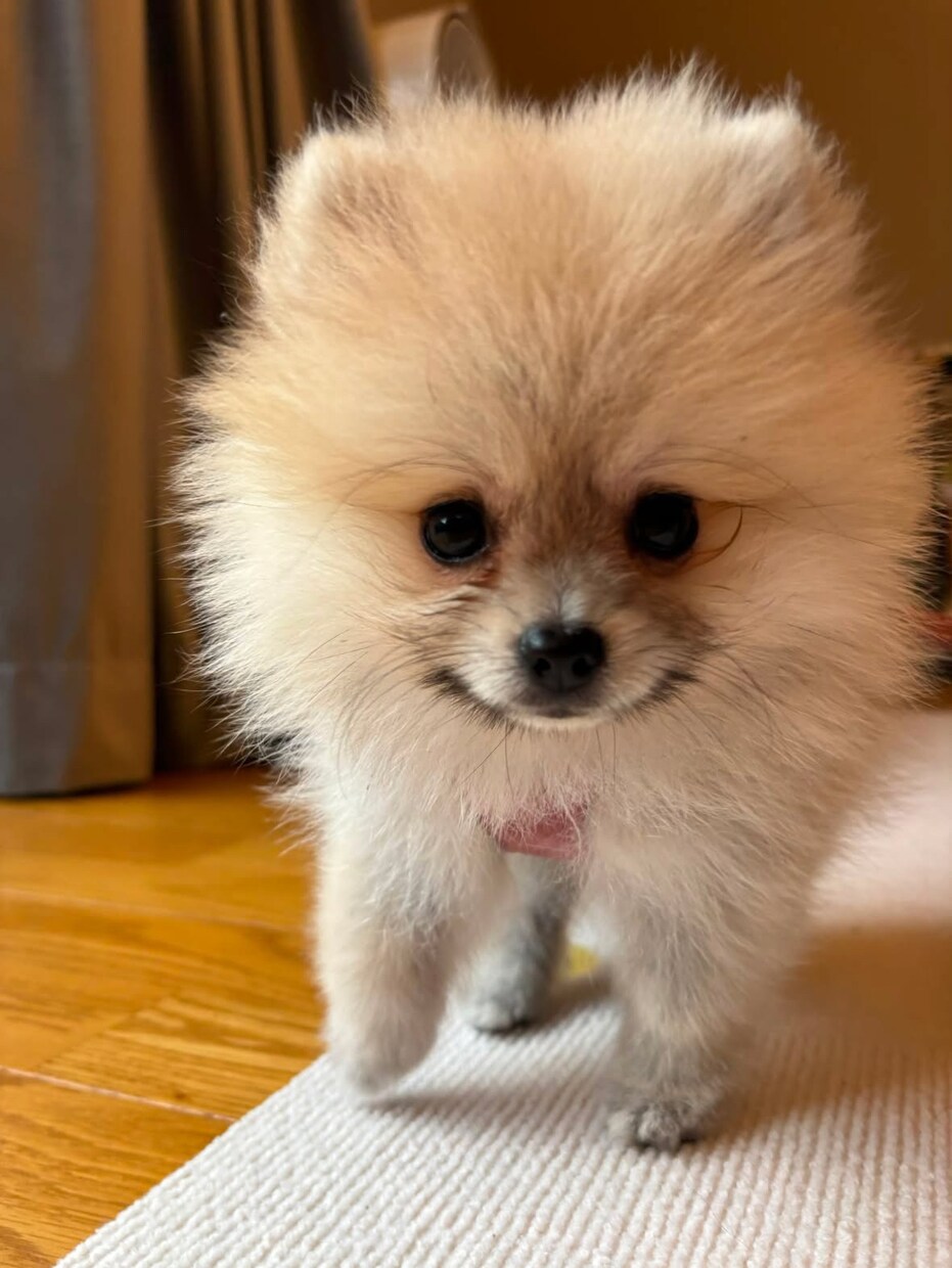 ペットのキャンバスプリントパネルを作成します 愛犬・愛猫を世界にひとつだけのキャンバスアートに イメージ4
