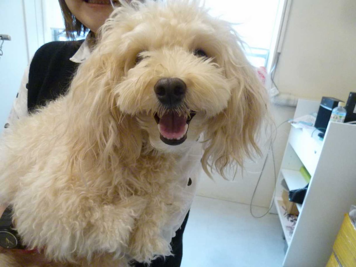 自宅で犬猫のシャンプーやトリミングの仕方教えます ご自身でペットをシャンプーやカットしたい方のために イメージ3