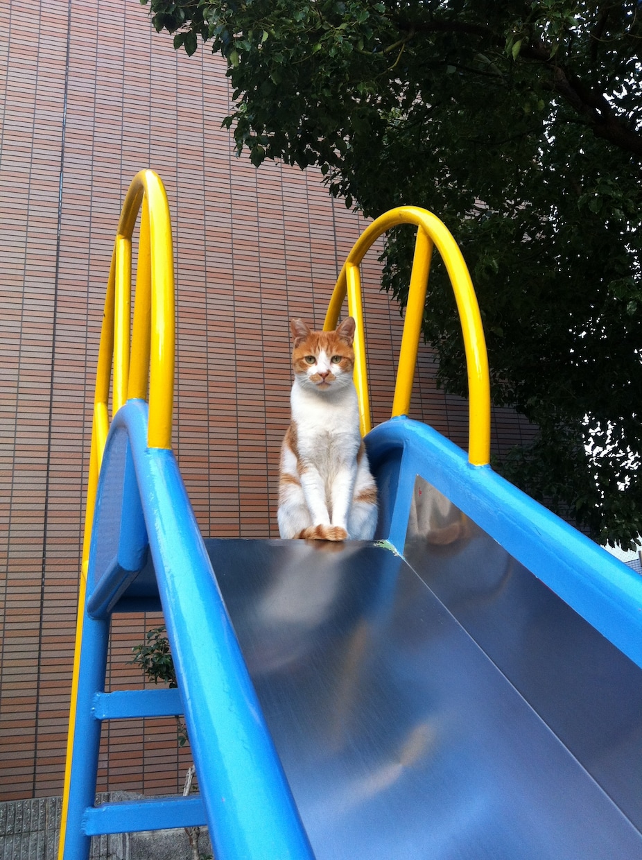 ペットシッターについてお教え（お伝え）します 現役ペットシッターがご相談にのりアドバイスさせて頂きます☆ イメージ7