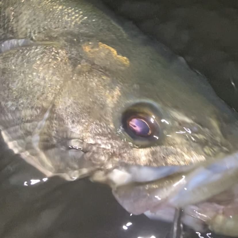 メーカーの現役テスターが釣りのお悩み解決致します メインは人気魚種シーバス、ヒラメの釣り方になります イメージ4