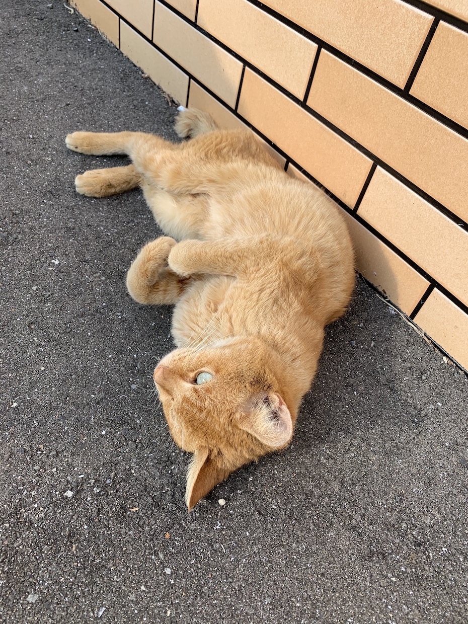 株主優待について説明します 株主優待に興味がある人におすすめです。 イメージ1