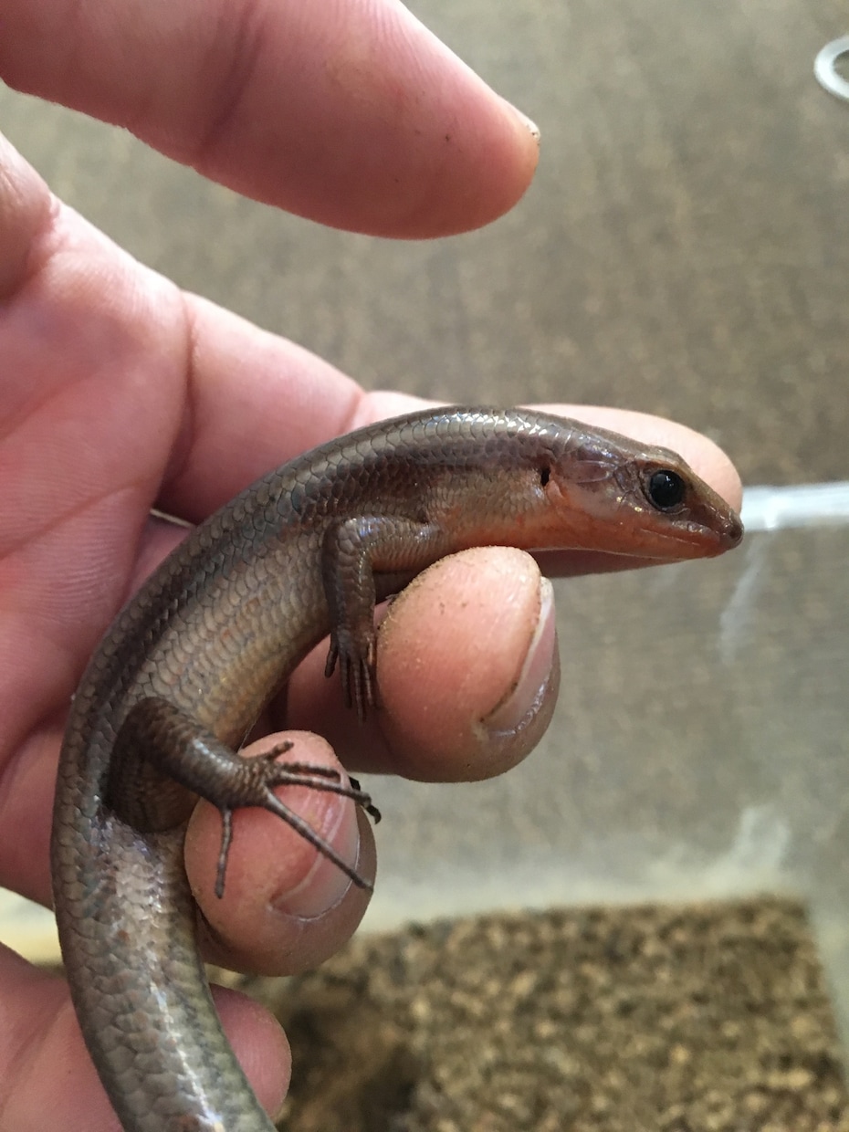 ヘビ、トカゲ、カメ、カエルの飼育相談のります 現在日本産(野生由来)のもの22種50匹ほど飼育中。 イメージ2