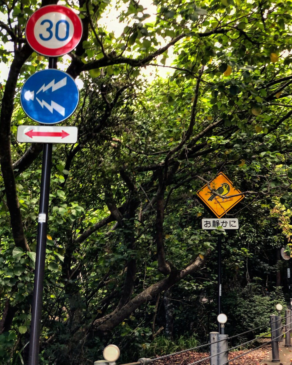 小笠原諸島にて撮影した画像【20枚】提供します ここは本当に東京なの！？世界自然遺産に選ばれている島 イメージ8