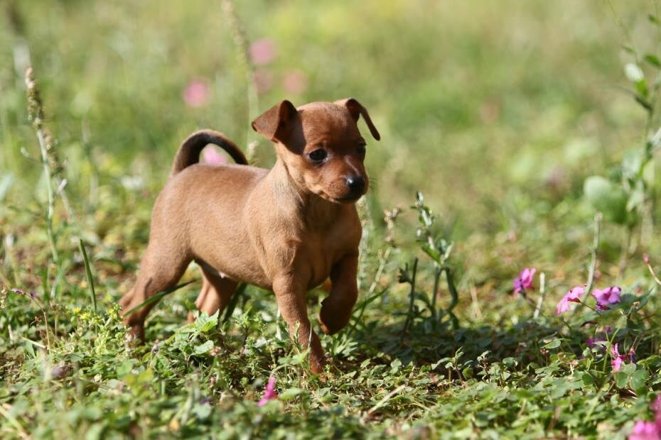 初心者飼い主さんに犬との暮らし教えます プレ飼い主さんや初心者飼い主さんに犬のこと教えます イメージ1