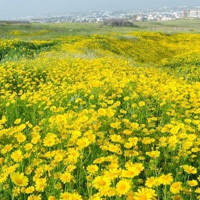 霊視でお気持ち、近未来を深掘りします 顕在意識、潜在意識、願望、本音をお伝えしますね イメージ1