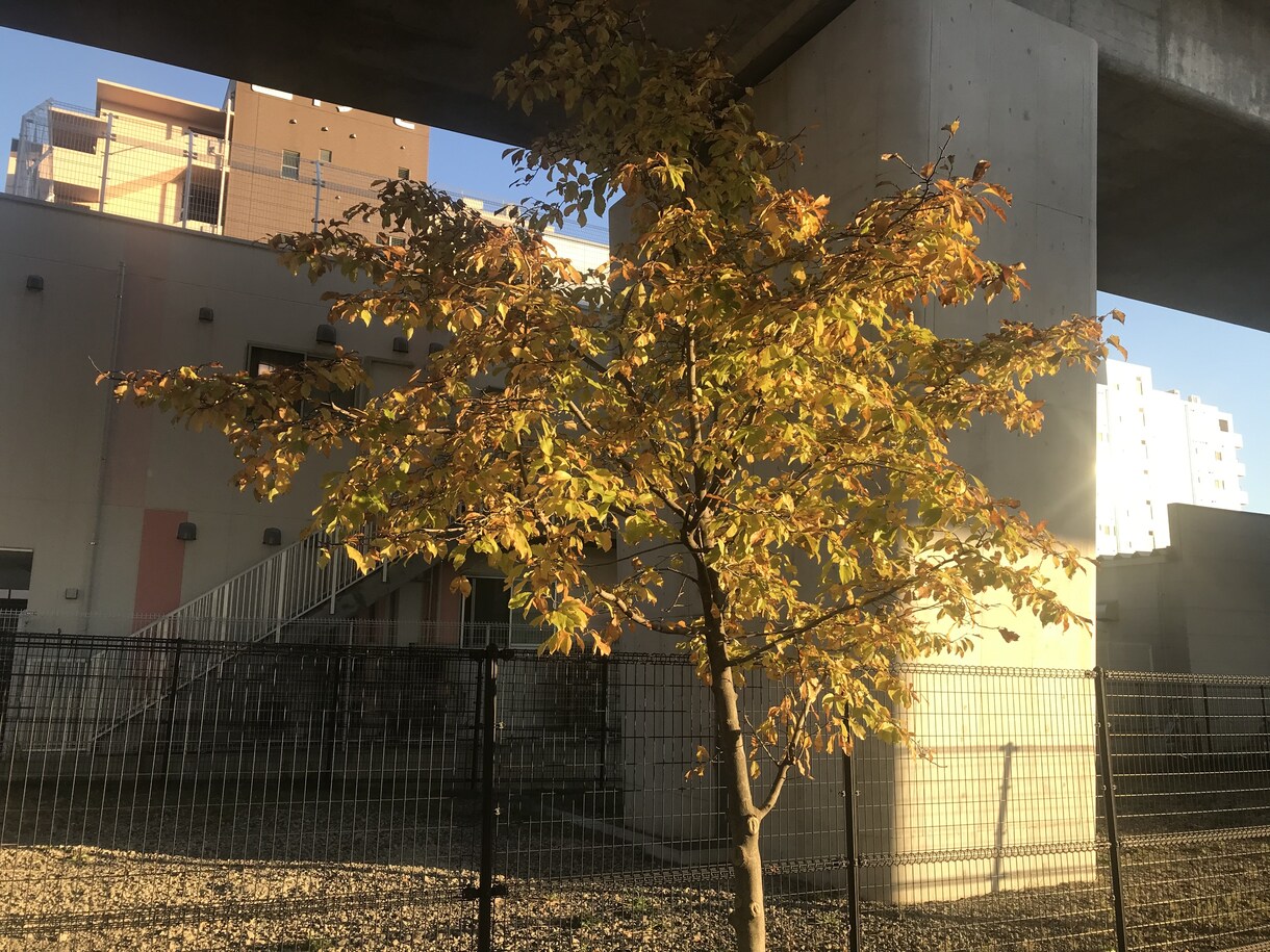横浜市内の風景を写真で撮ります 横浜市内の気になる観光地や、小さな石碑など！ イメージ6