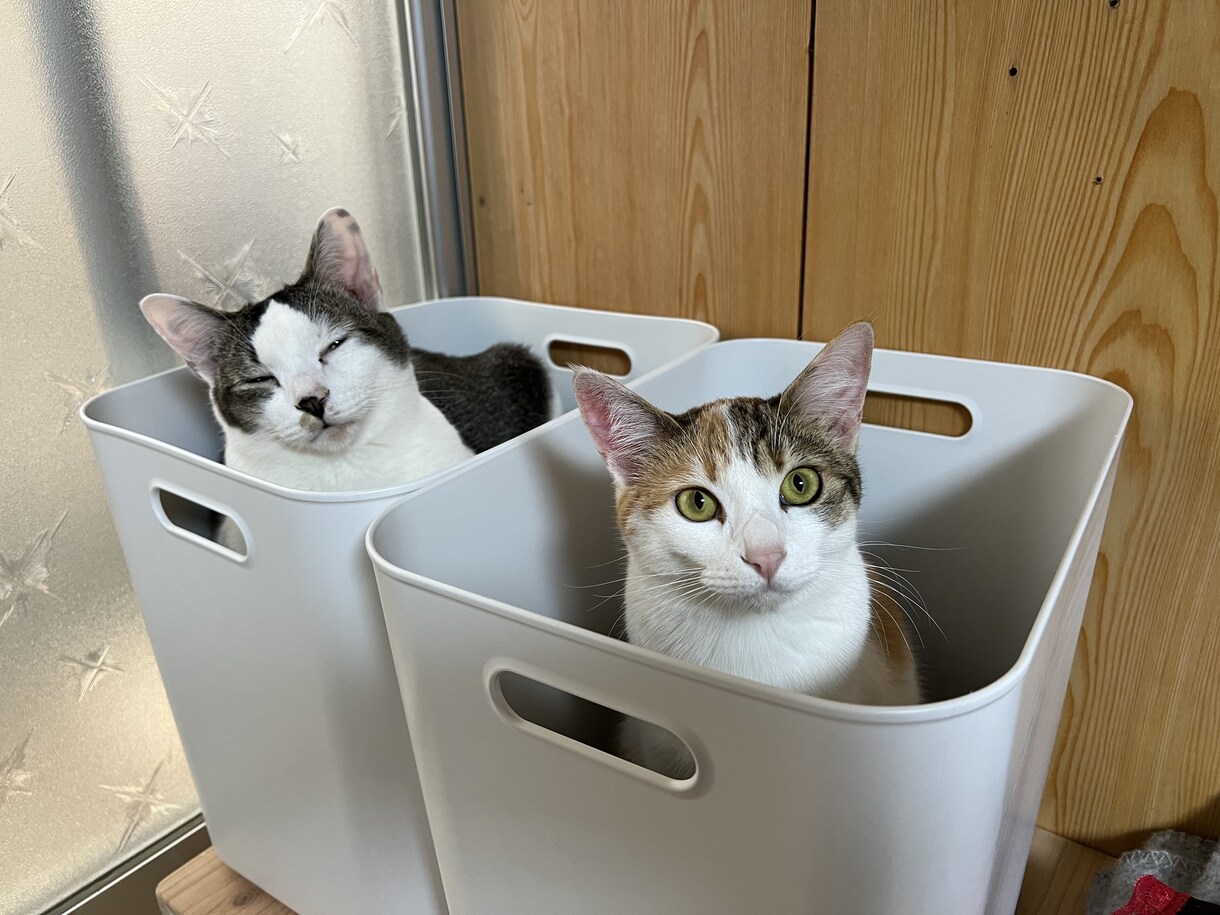 可愛い猫の写真を提供します 5匹のミックスの猫ちゃん達の写真です。 イメージ3