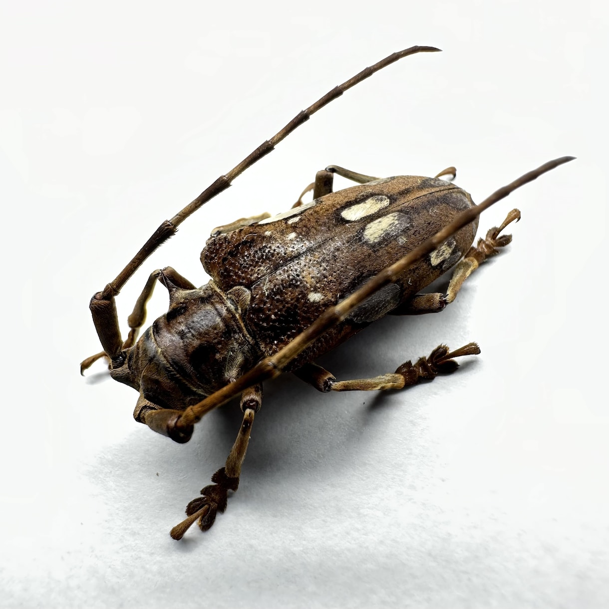 昆虫標本の作成を代行します 屋号名: BOOM INSECT イメージ8