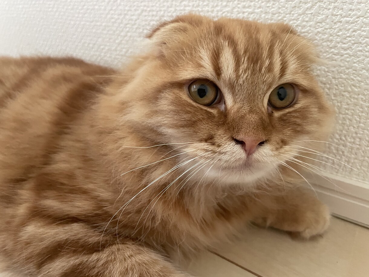 大切なペットからの「伝言」をリーディングし伝えます あなたの大切なペットからのメッセージを聞いてみませんか？ イメージ1