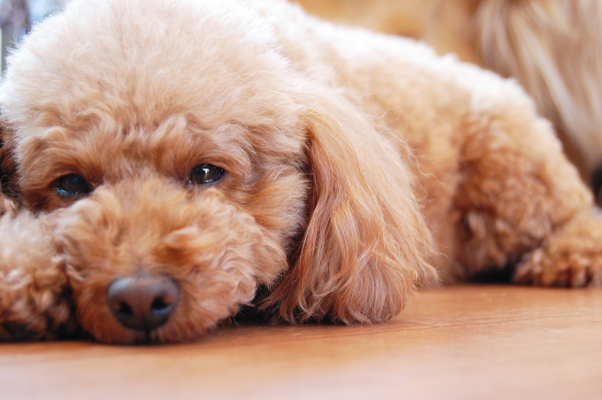 企業様向け）犬関係ビジネスのアドバイスします 現役トリマーが犬の為のビジネスのアイディア、アドバイスします イメージ1