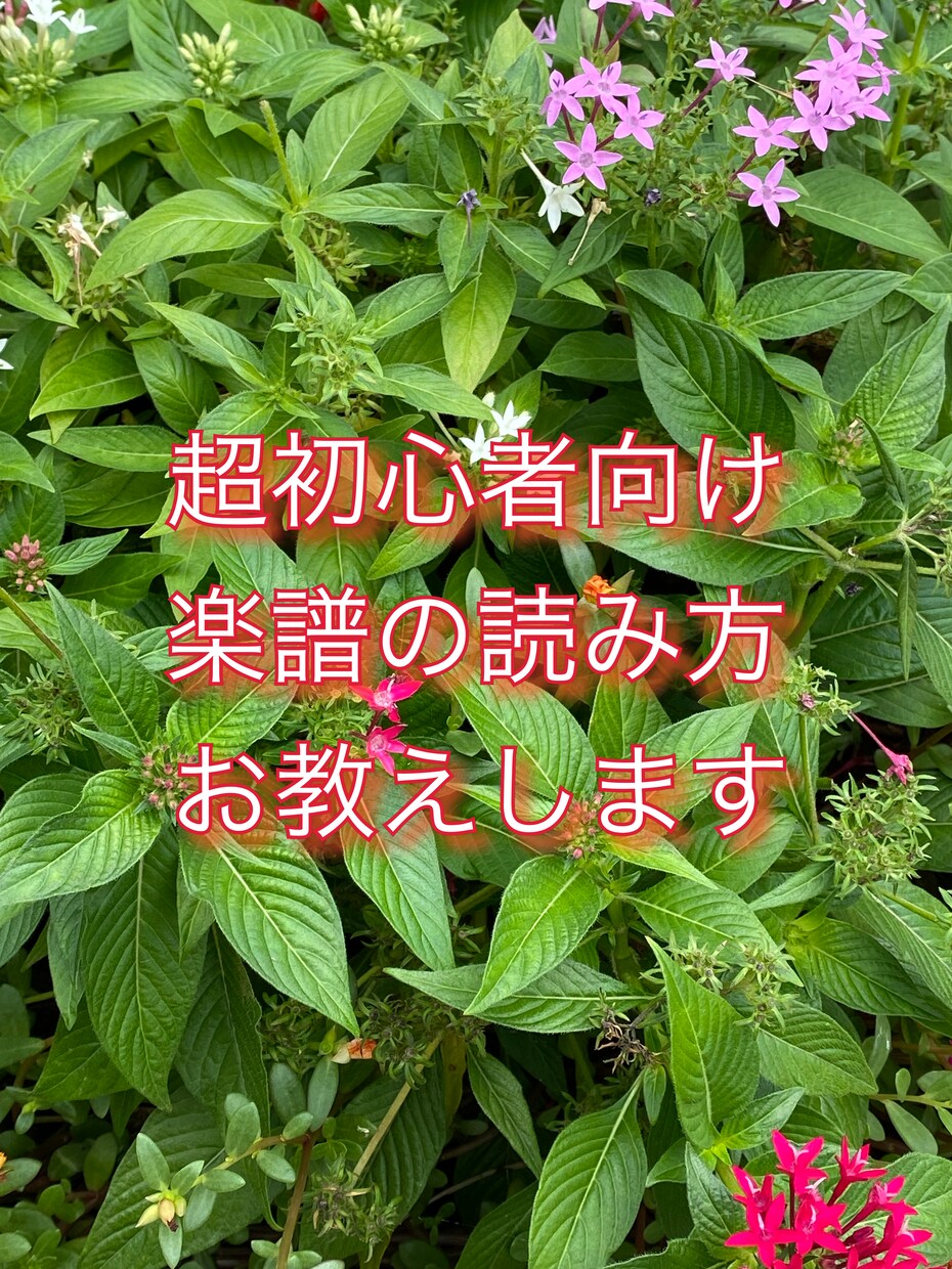 楽譜の読み方お教えします 新しく音楽を趣味にしたい方、楽譜を読み方を1から知りたい方 イメージ1