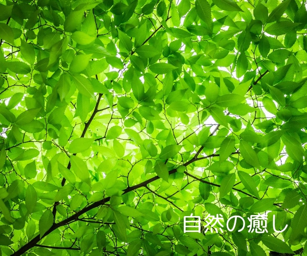 電話ヒーリング✨沈黙集中✨時間の長さ選べます 3分でも30分でも✨電話でヒーリング✨波動上昇で高波動を体感 イメージ9