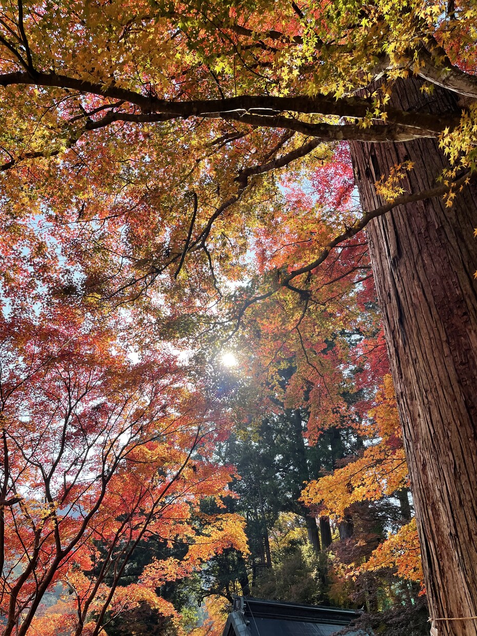 家族にも友人にも言えない愚痴や悩みをお聞きします 常日頃吐き出したい愚痴吐き出して楽になりましょう。 イメージ1