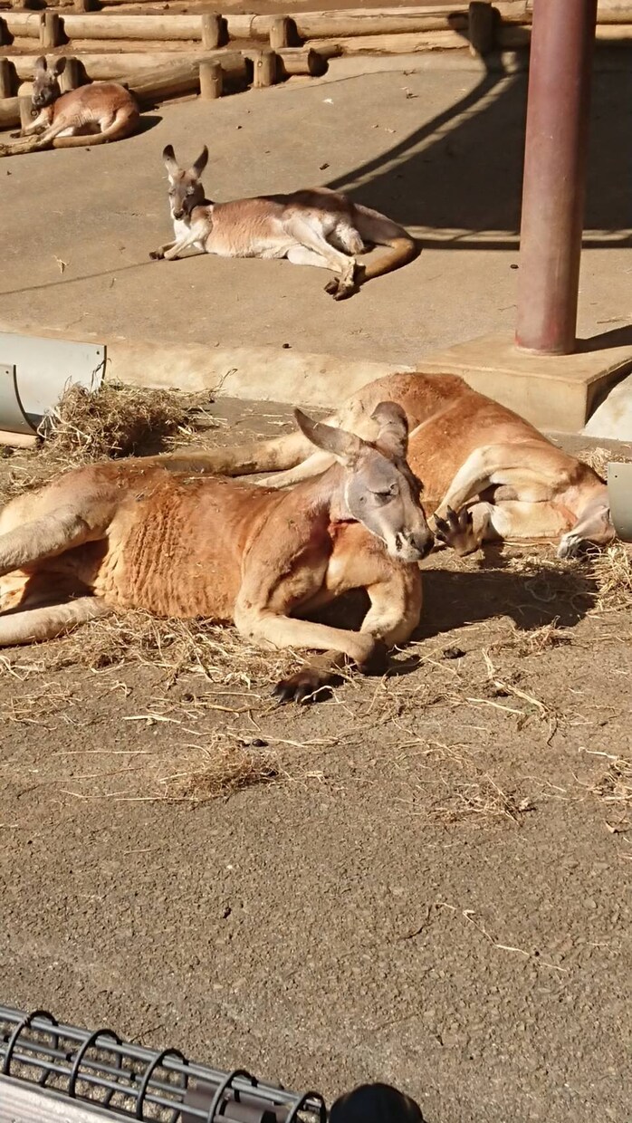 思い出の写真ます 可愛い動物の写真です！見て癒されて！ イメージ2