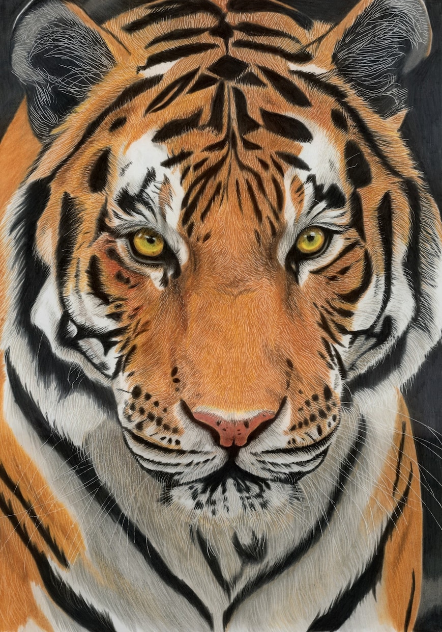 色鉛筆でリアルな動物を描きます 動物園取材×解剖学ベース、毛並み一本まで描き込む本格派 イメージ2