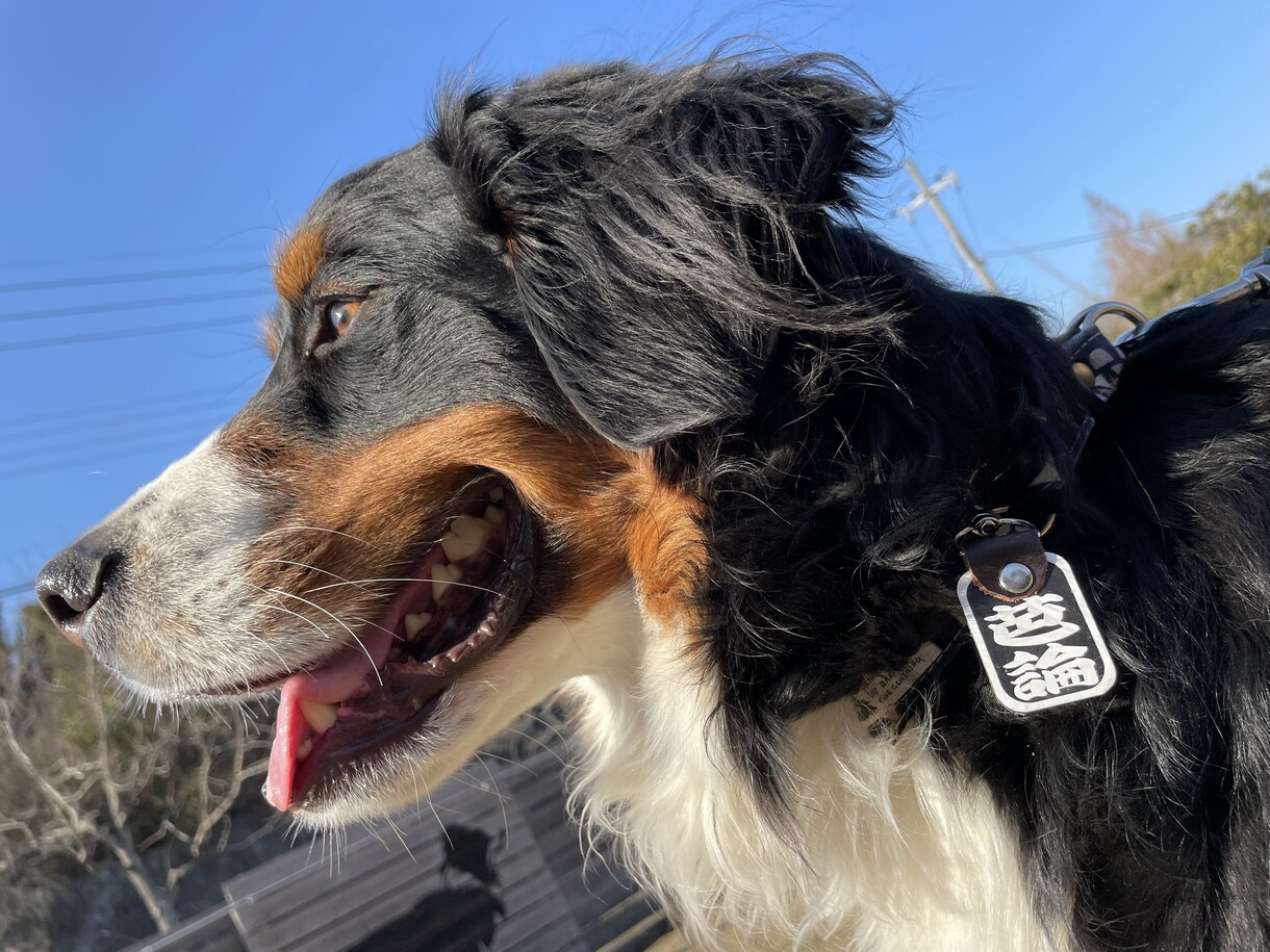 愛犬に関する記事を執筆します 愛犬との快適な暮らしを実現したい方へ。 イメージ1