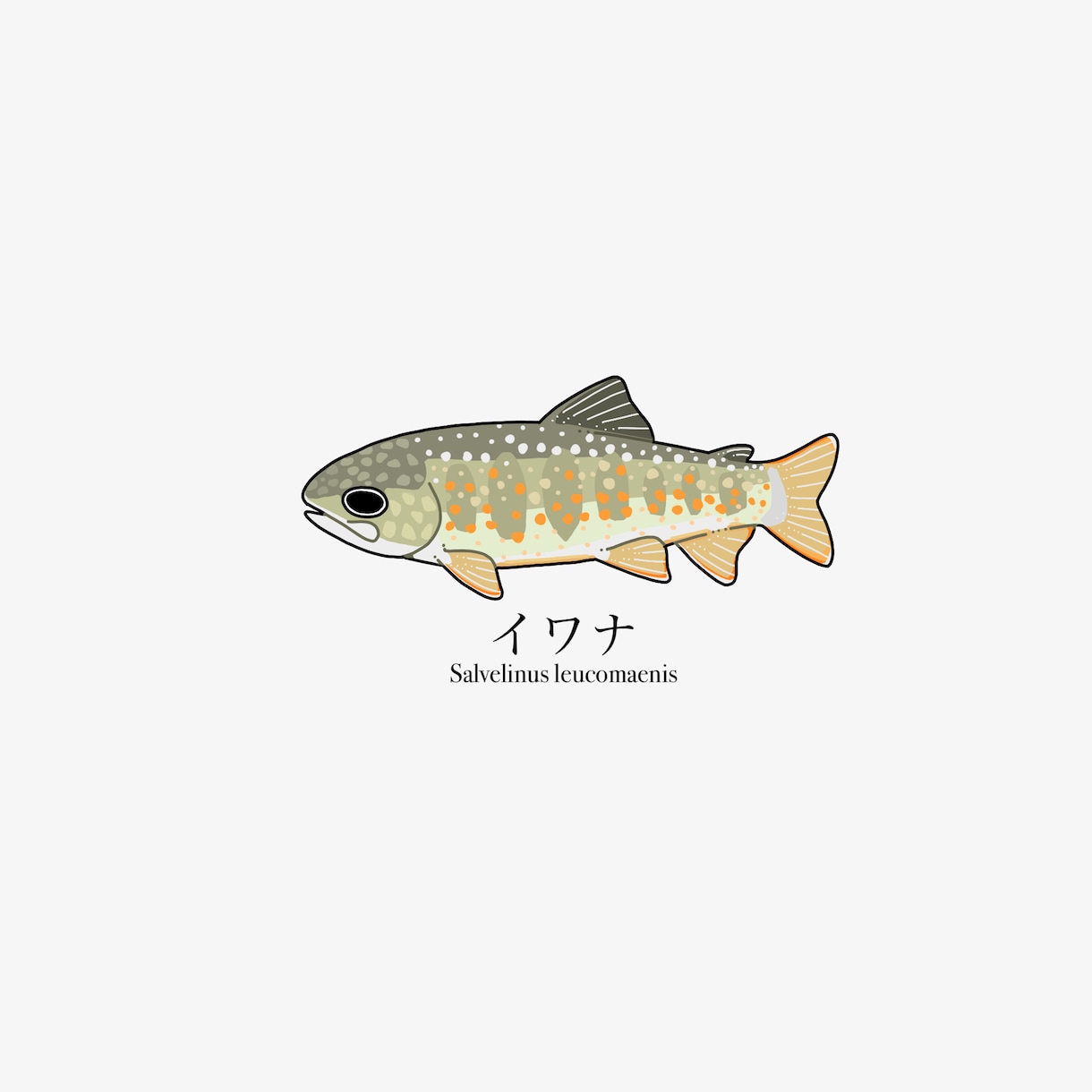 魚のイラストを作成します 魚好きがあなただけのお魚イラストを描きます イメージ5