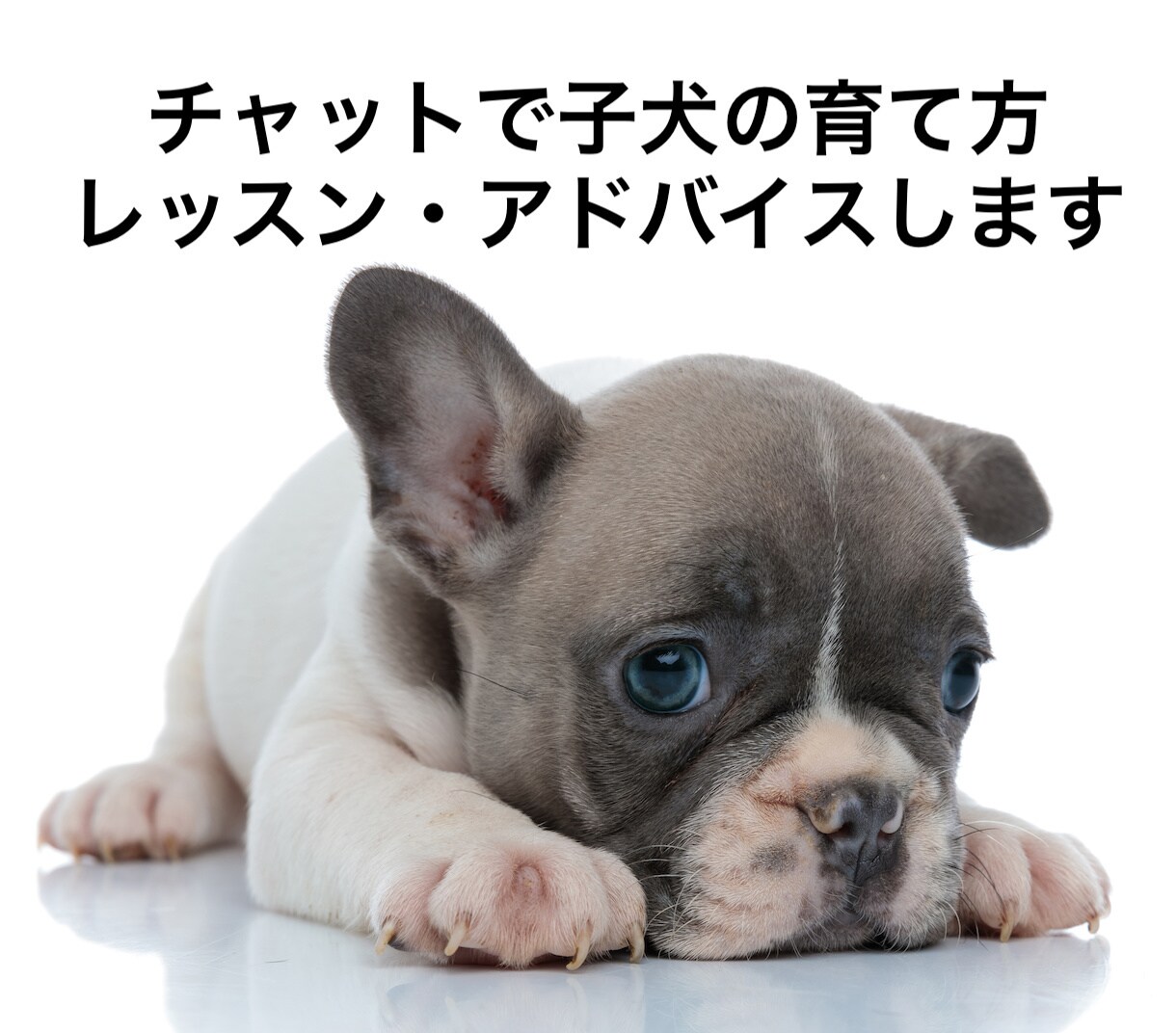 チャットで子犬の育て方レッスン・アドバイスします 子犬のうちから、正しい知識を持って接することが重要です。 イメージ1