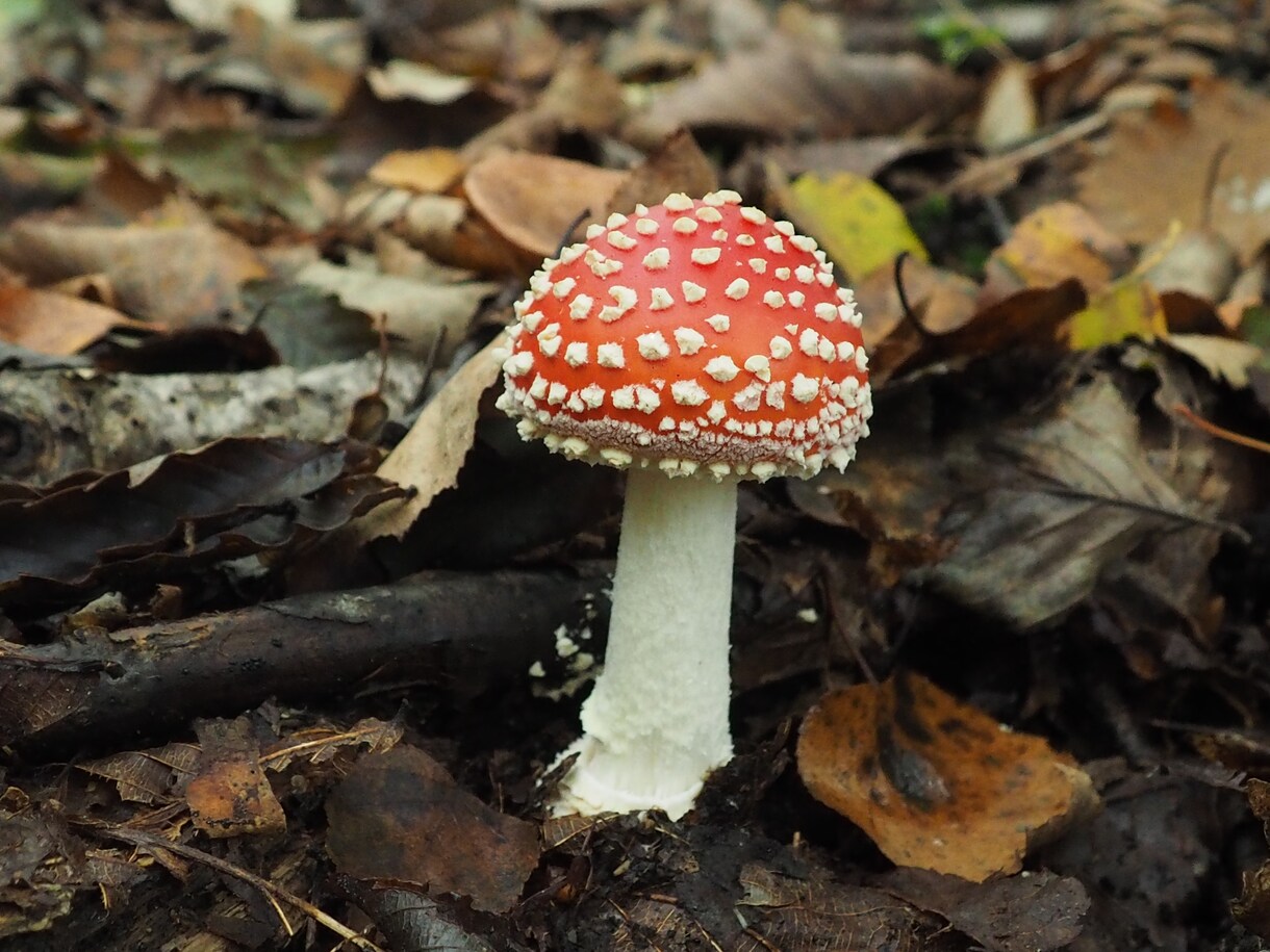 このきのこ食べられるかどうか判定します 野生のきのこを写真から食べられるかどうか判定します！ イメージ1