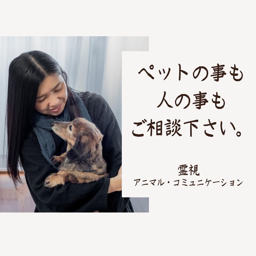霊視【ペットロスを体験】している私がお伝えします ペットを亡くした/ペットロス/寄り添アドバイス/ペットは家族 イメージ2