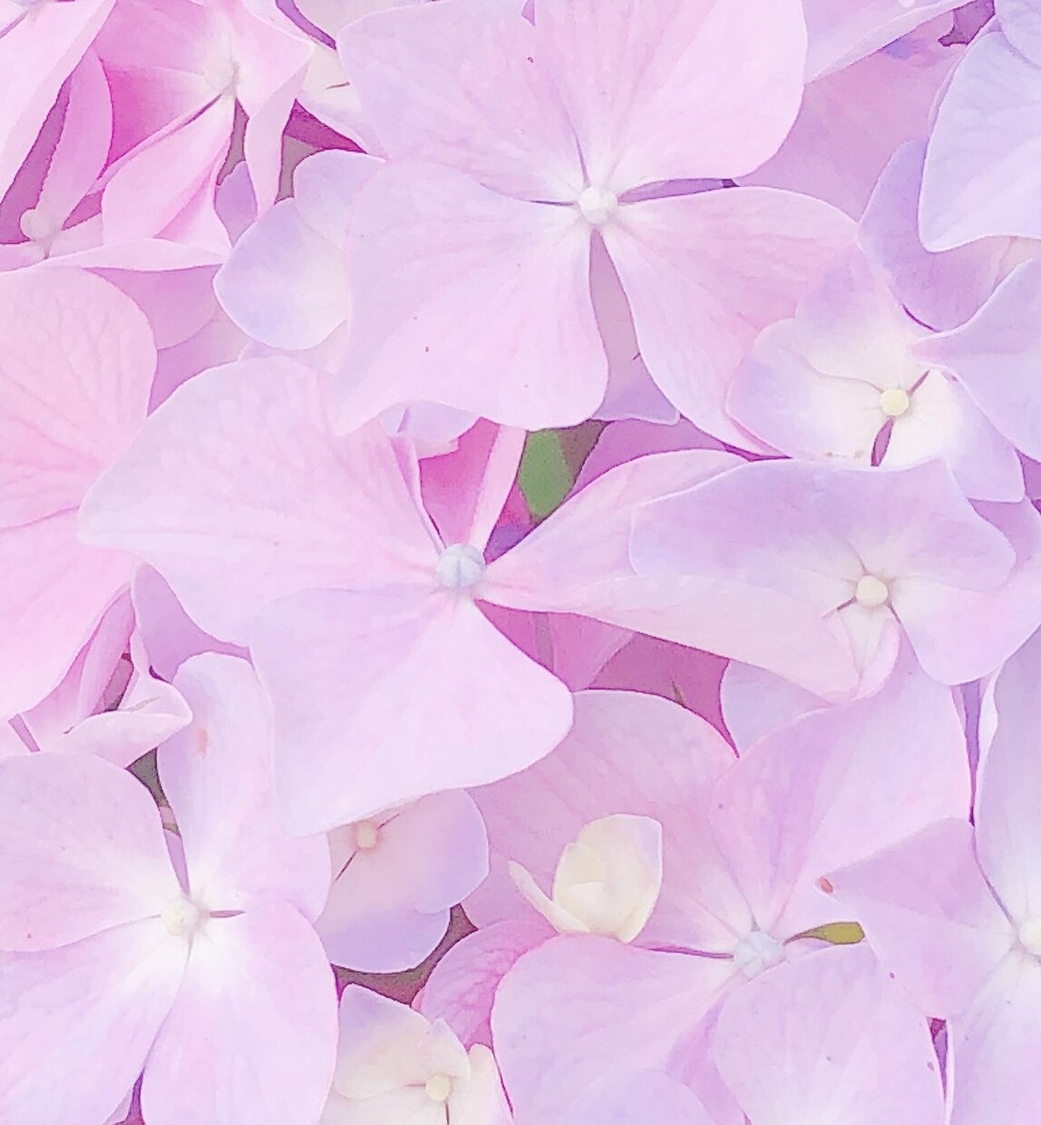 恋愛相談乗ります あなたらしい色の恋の花、一緒に咲かせませんか イメージ1