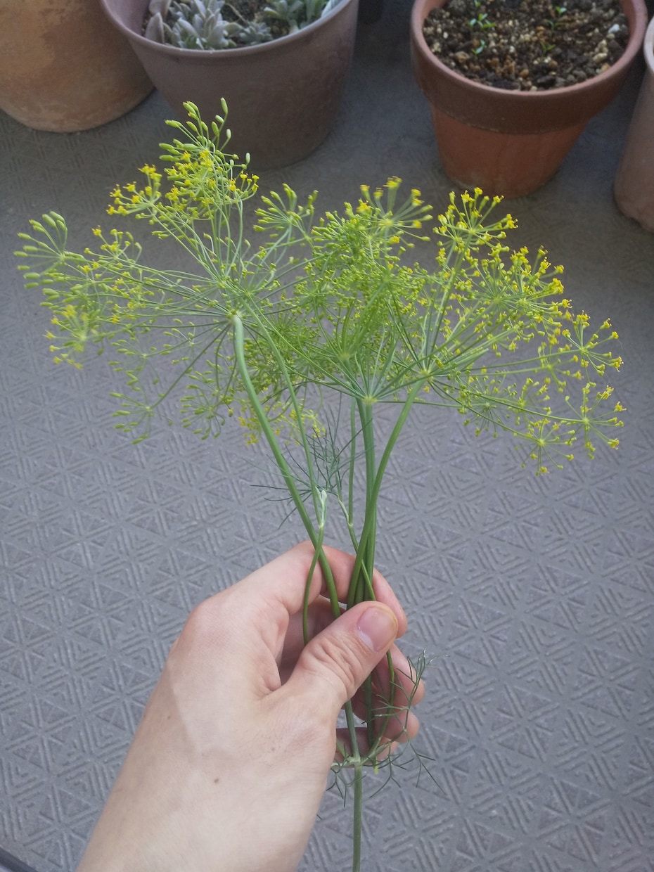 自宅で緑を楽しむ方法を、植物大好きマンが教えます 10年以上の知識・経験で植物の育て方・楽しみ方をサポート！ イメージ9