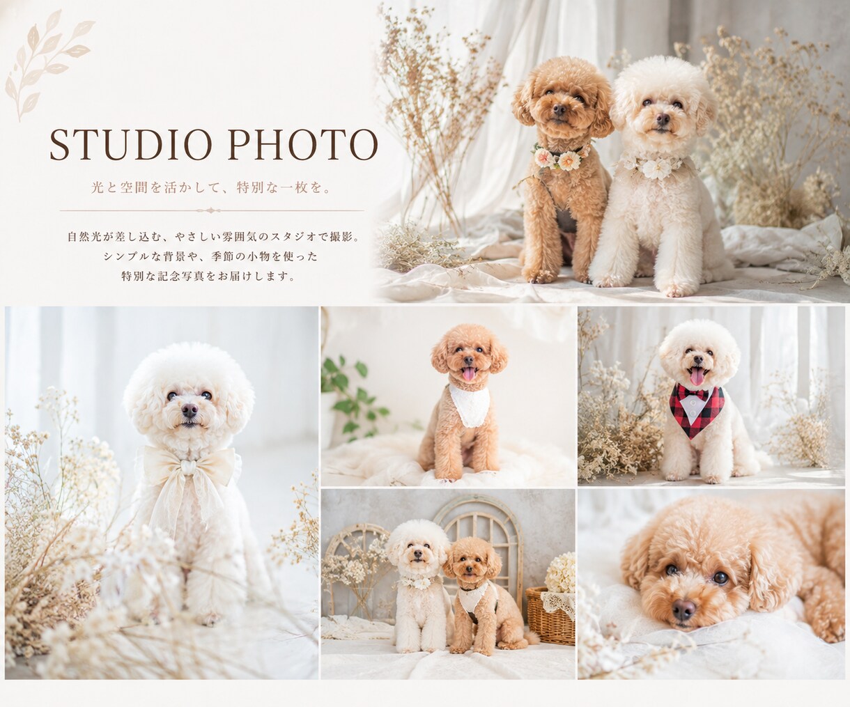 ペット撮影で大切な家族との思い出を写真に残します 犬・猫・小動物・鳥・爬虫類など幅広く対応します。 イメージ3