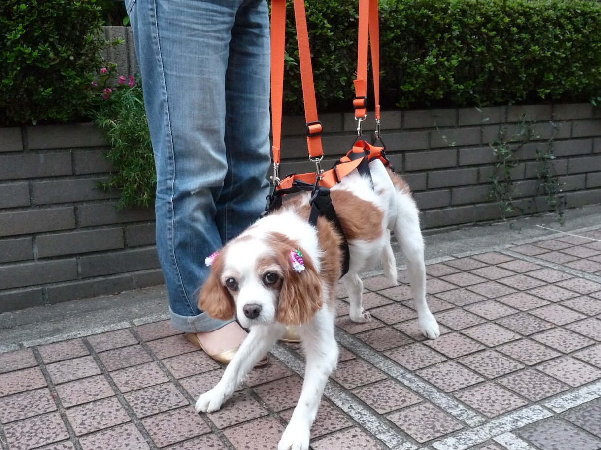 小型の老犬・障害犬の介護ハーネスを製作します 立ち上がり補助や歩行介助の初期から、終末期ケアまで使えます イメージ8