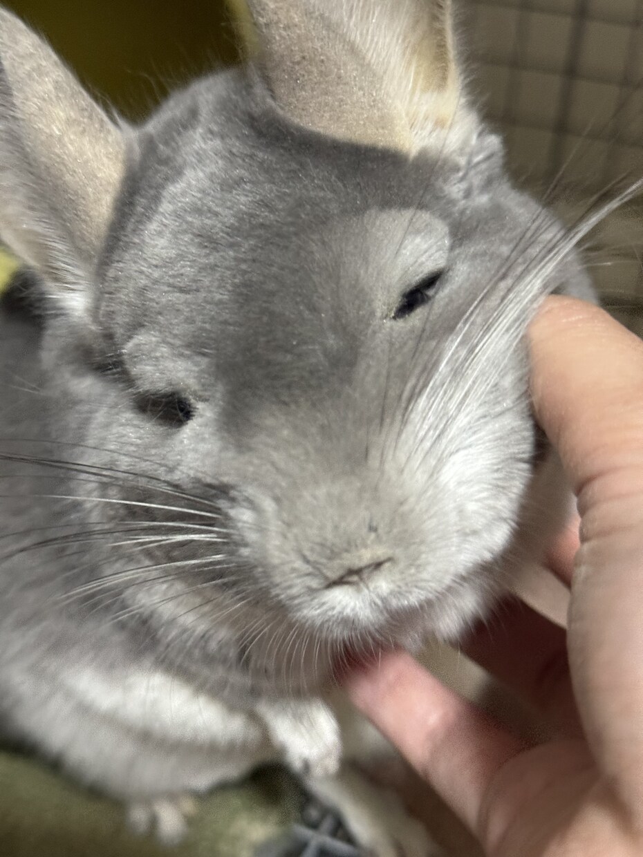 哺乳類・爬虫類・鳥類・両生類・奇蟲飼育相談乗ります 自宅で飼育している生体の飼育方法等相談乗ります イメージ8