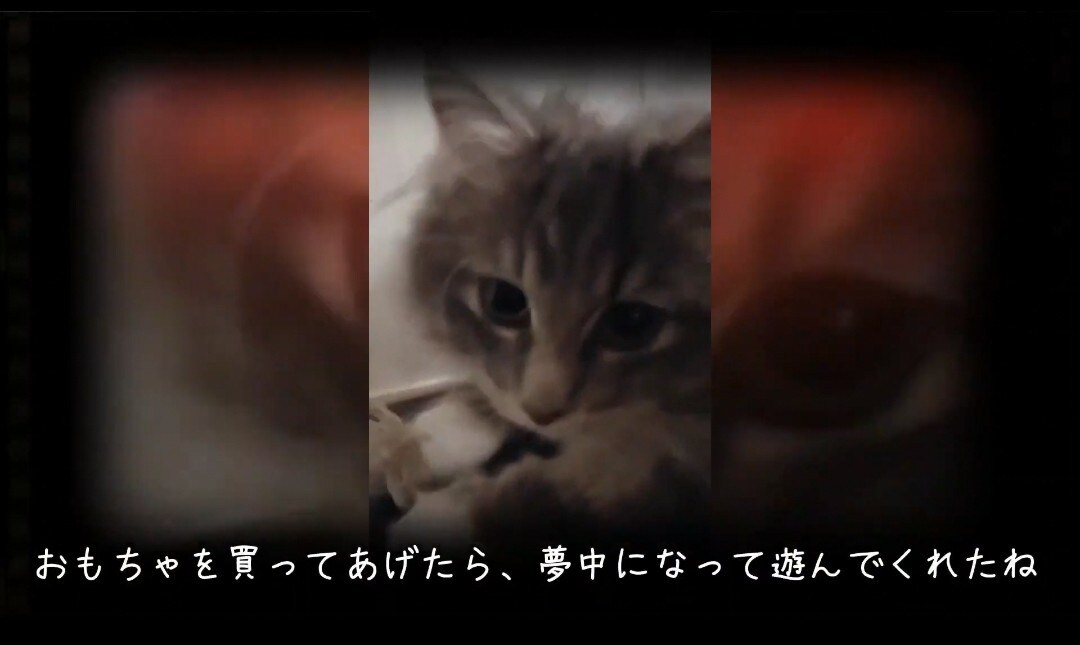 大切なペットのムービー＆フォトアルバムを作ります スマホで撮った写真や動画を使い格安でオシャレな想い出に編集！ イメージ4