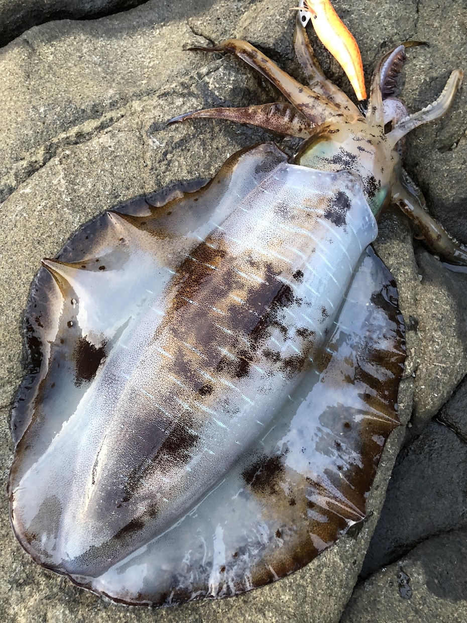釣れるエギ教えます エギの種類が多すぎてどれを選べばいいかわからない方へ イメージ2