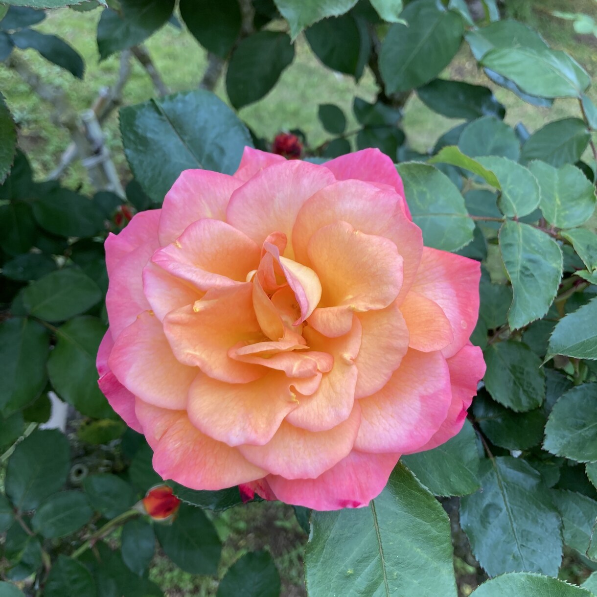 自然が好きな方々に空模様、植物の写真を提供します リラックスしたいときに見るキレイな景色の写真 イメージ9