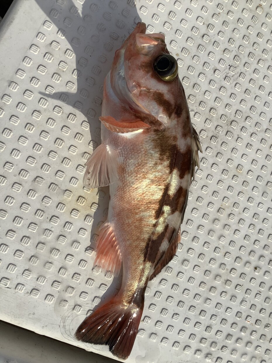北海道の釣り楽しい話しします マグロからヤマメ迄の、釣り教えます。 イメージ1
