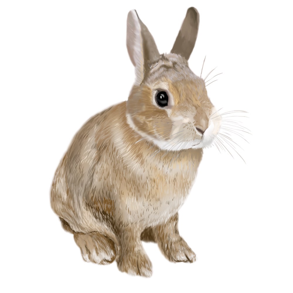 イラスト３枚から承ります イラスト３〜5枚で作成をご希望の方に低価格で作成いたします イメージ2