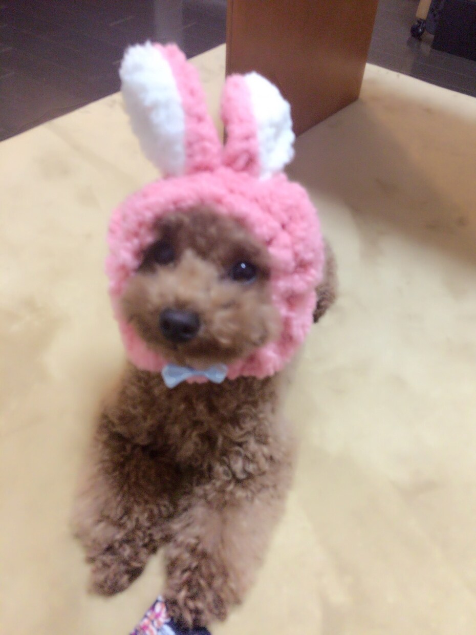 犬、わんちゃんの動画や写真をお譲りします 癒しをあなたにお届け致します！悲しみや苦しみを緩和致します！ イメージ2