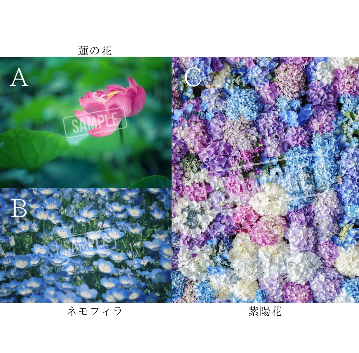 SNSに使える高品質な写真の素材提供します カメラ歴7年の私が撮影したお花や猫の イメージ2