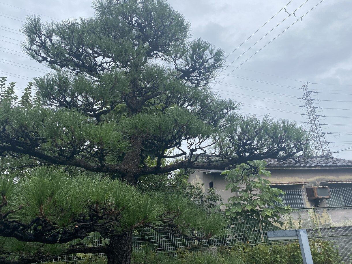 お庭の伸びた木の切り方説明させていただきます 植木屋を頼みたいけど自分でも切りたい方植木屋が相談乗ります イメージ1