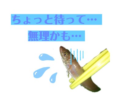 お写真を使って、オリジナルLINEスタンプ作ります 出来上がりのイメージを共有し、使いやすいスタンプを作成します イメージ5