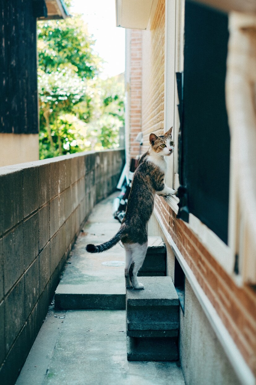 猫島撮影！出張撮影してきます 全国を旅する猫カメラマン あなたへ笑顔をお届けします。 イメージ4
